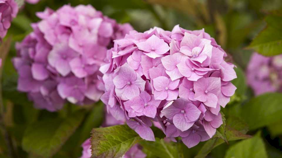 respira-con-calma-para-saber-el-truco-de-trasplantar-hortensias-y-que-florezcan