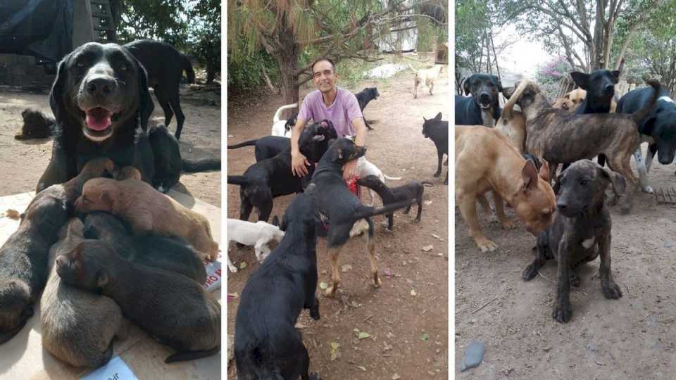 la-increible-labor-de-fernando:-rescata-perros-maltratados-y-vive-para-ellos