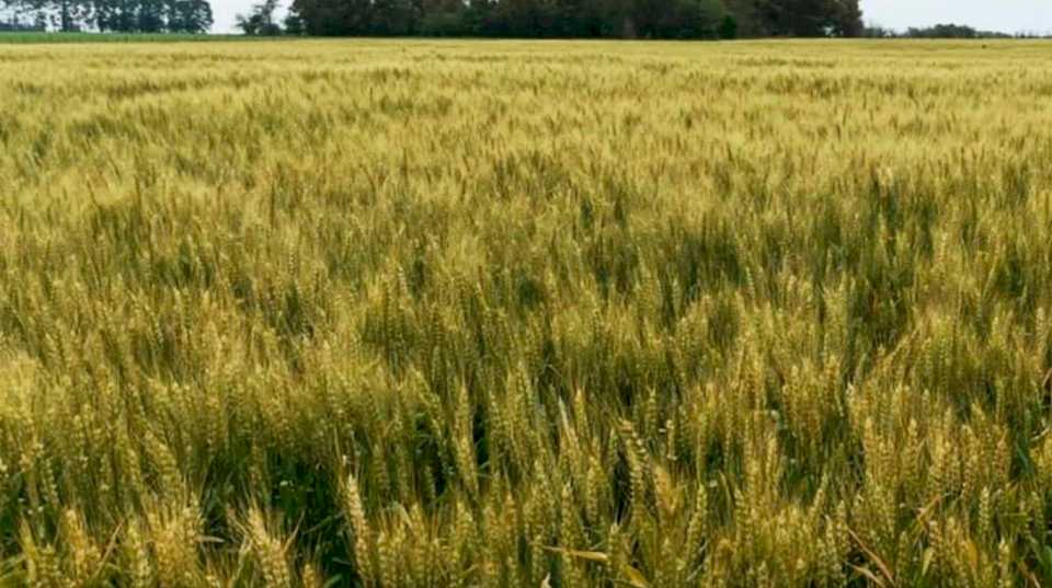 Por la falta de lluvias, el área estimada de trigo se redujo en 200 mil hectáreas y se aleja del posible récord