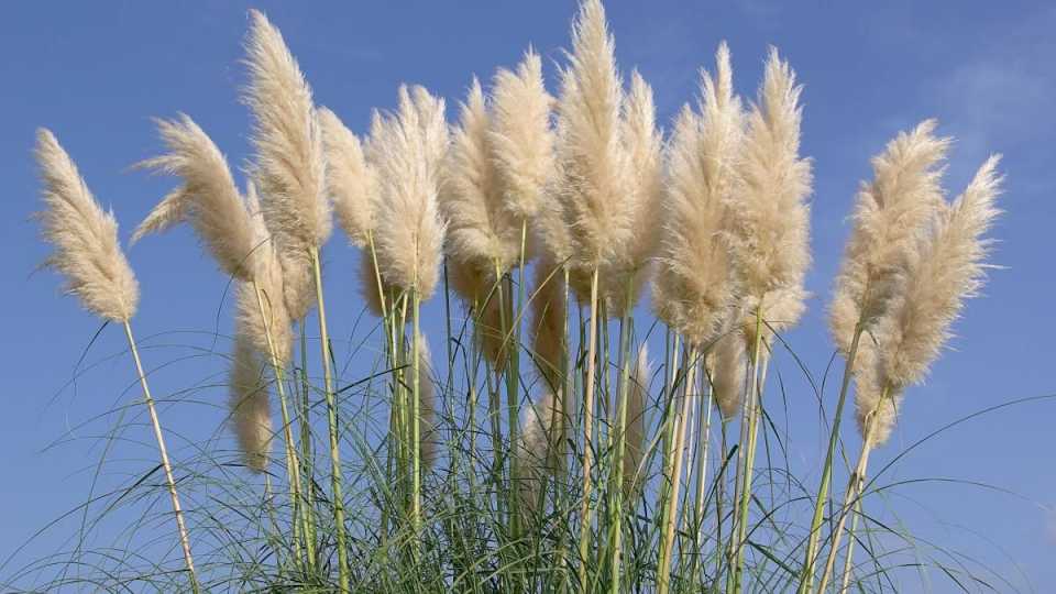 respira-profundo-para-saber-cual-es-la-hierba-de-jardin-considerada-la-mas-invasiva