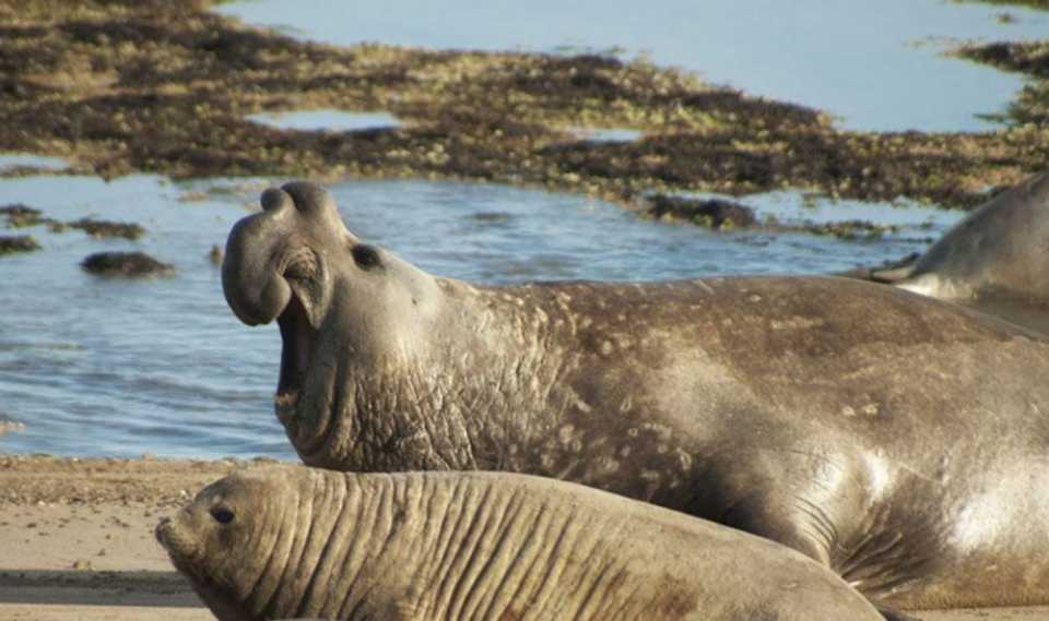 salvaron-a-un-elefante-marino-que-tenia-una-soga-alrededor-de-su-cuello