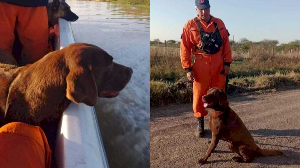 murio-neron,-uno-de-los-perros-que-participo-de-la-busqueda-de-loan-danilo-pena-en-corrientes