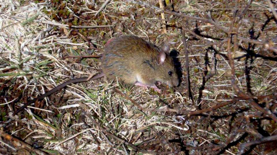 alarma-por-hantavirus-en-guachipas:-aseguran-que-es-un-caso-atipico-en-la-zona