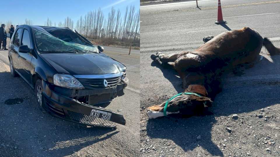 muerte-en-ruta-40:-un-conductor-choco-de-frente-contra-un-caballo