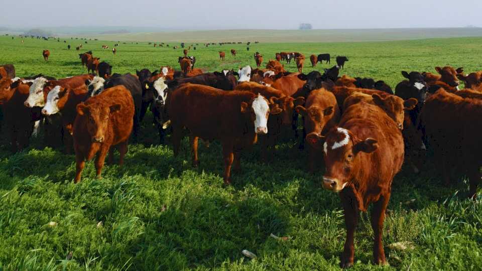 Jóvenes de todo el país se unieron en la Expo Rural 2024 para analizar los desafíos productivos