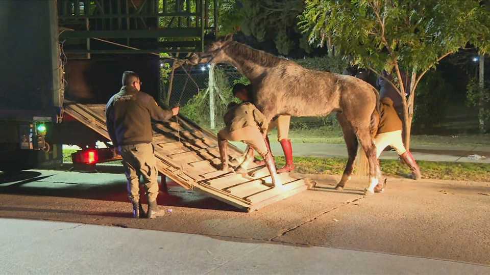 video:-asi-rescataron-a-los-caballos-que-escaparon-de-campo-de-mayo-y-corrieron-por-panamericana