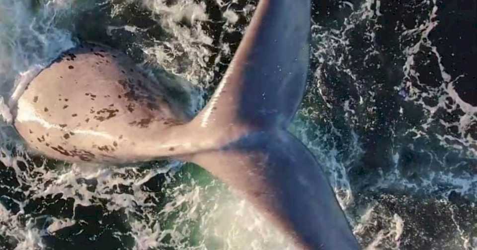 video:-“desahogo-de-la-naturaleza”,-los-increibles-coletazos-de-una-ballena-en-las-grutas-¿que-quiere-decir?