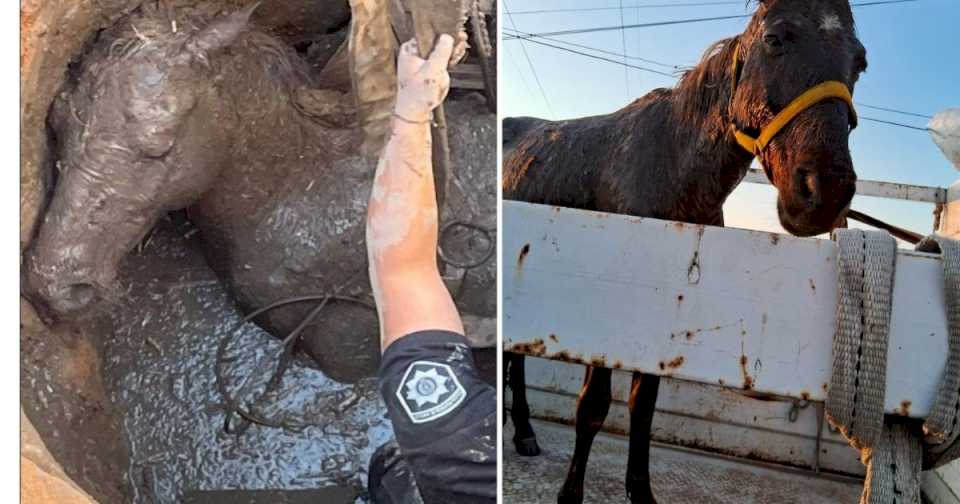 dramatico-rescate-de-un-caballo-que-cayo-a-un-pozo-ciego-en-rosario:-tenia-signos-de-maltrato-y-ahora-espera-ser-adoptado