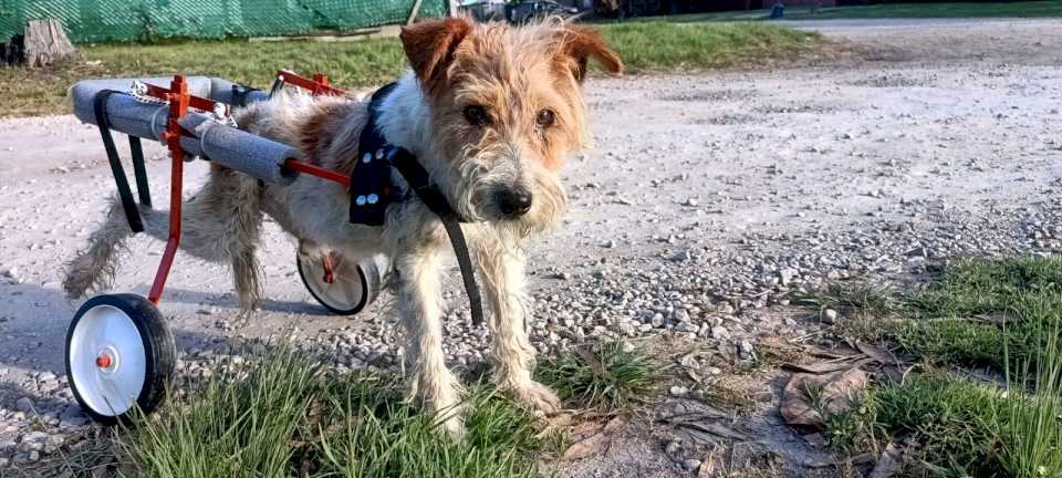 un-conductor-atropello-intencionalmente-a-una-perrita-y-se-fugo:-“no-molestaba-a-nadie”