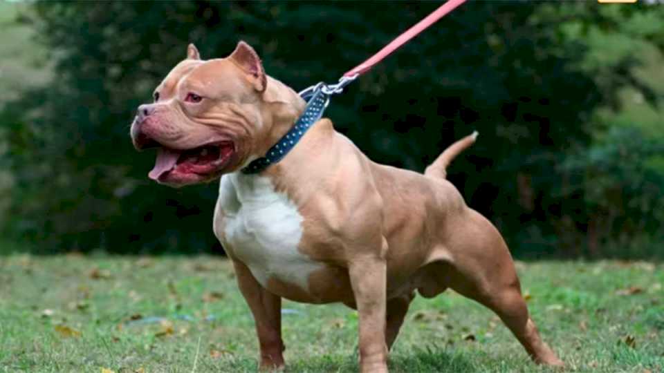 la-justicia-sorprendio-con-un-impactante-fallo-por-un-pitbull-que-mato-a-una-nena-de-10-anos