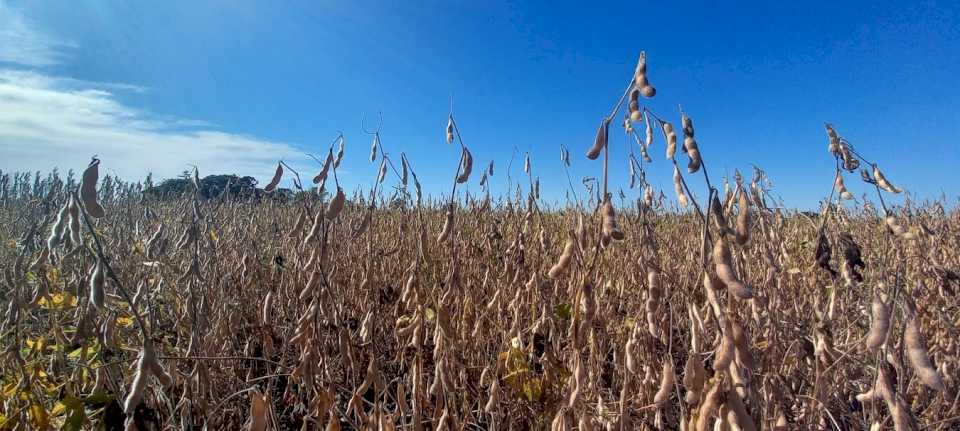 brasil-crecio-mas-del-20%-en-rendimientos-de-soja-respecto-a-argentina-en-los-ultimos-20-anos