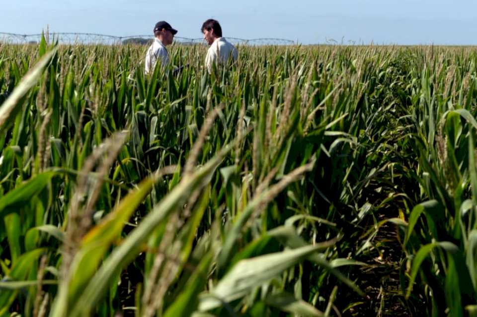 El Gobierno nacional acelera la lucha contra la chicharrita del maíz