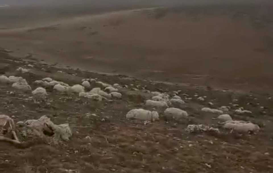 Desoladora realidad en la Patagonia: el deshielo dejó un cementerio de ovejas