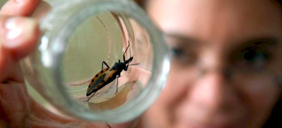 FUNDACIÓN BARCELÓ. ALERTAN SOBRE LA TRANSMISIÓN DEL CHAGAS A TRAVÉS DEL EMBARAZO