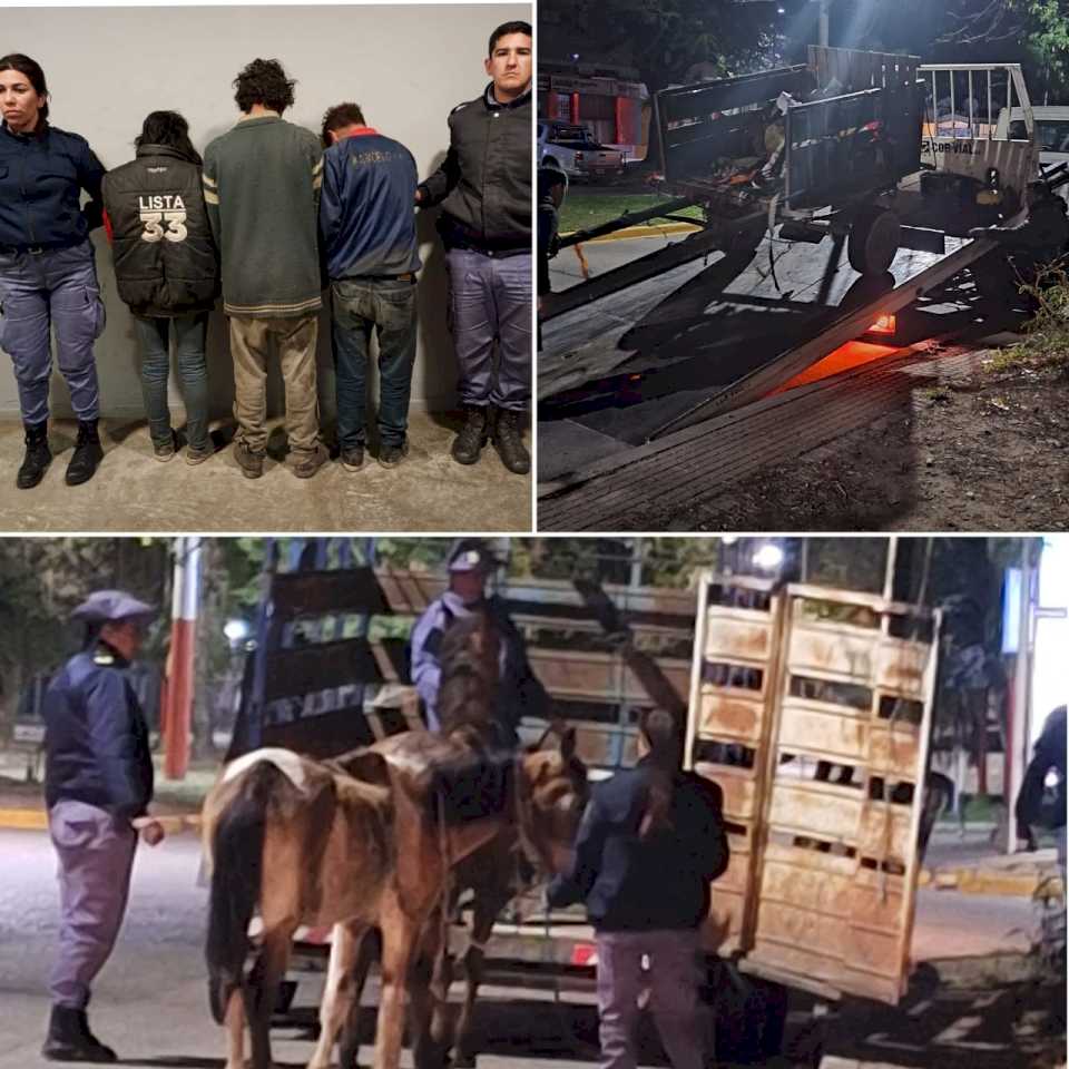 Tracción animal: secuestraron dos equinos por maltrato animal en Resistencia