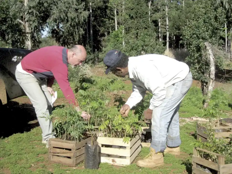 la-reforestacion-del-monte-destruido-como-simbolo-de-esperanza-y-renacimiento