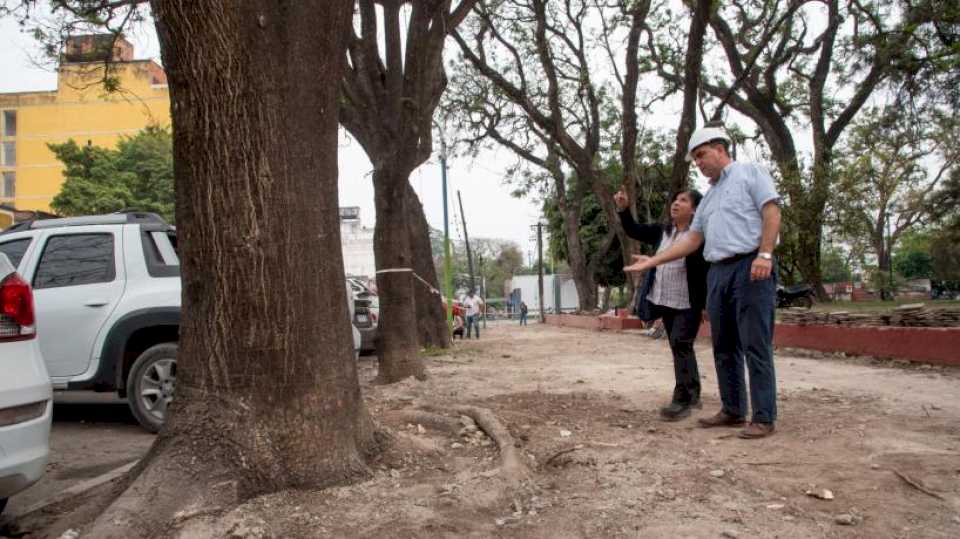 «son-un-riesgo»:-removeran-cinco-arboles-de-gran-tamano-de-la-plaza-alberdi