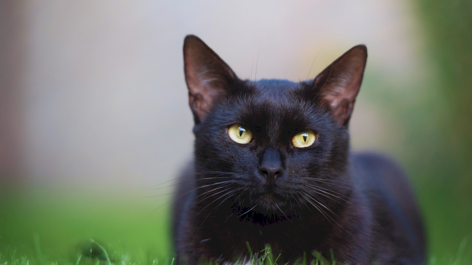 ¿que-significa-que-un-gato-negro-entre-en-tu-casa?