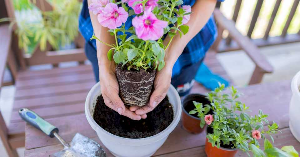 cinco-cosas-que-tenes-que-hacer-con-tus-plantas-antes-de-que-empiece-la-primavera