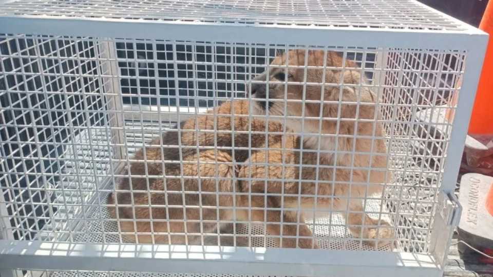 Fiambalá: una vecina encontró un cachorro de puma en su patio