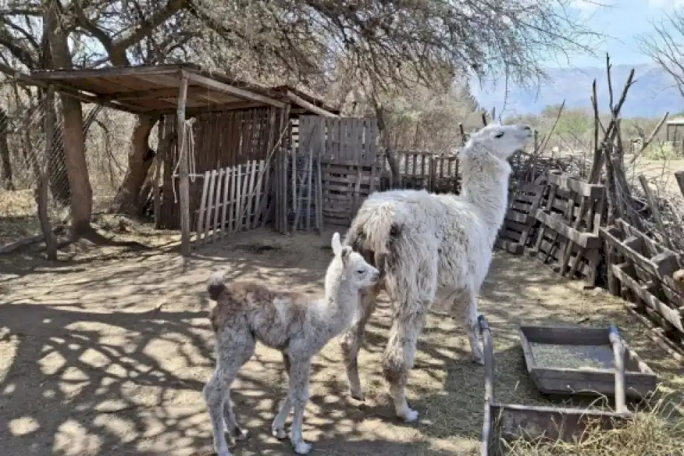 La reserva ecológica “Tierra de Oro” celebró la llegada de una cría de llama