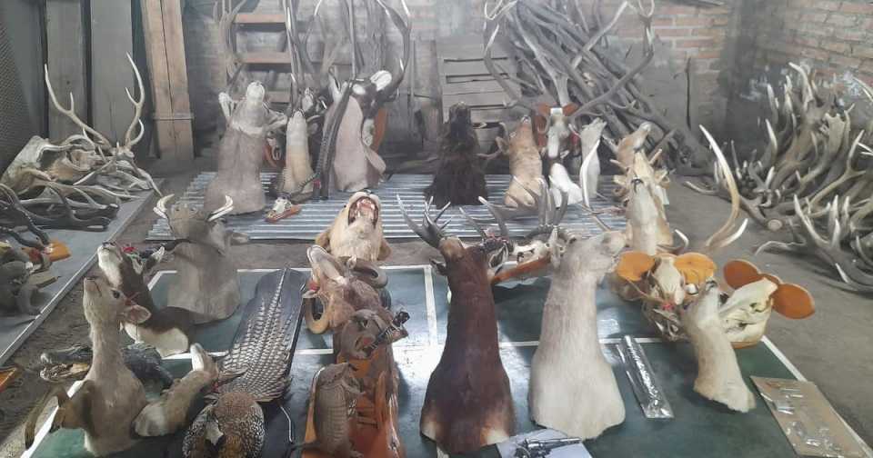 Incautaron más de 20 cabezas de animales exóticos en Neuquén, en otro golpe al tráfico ilegal de fauna