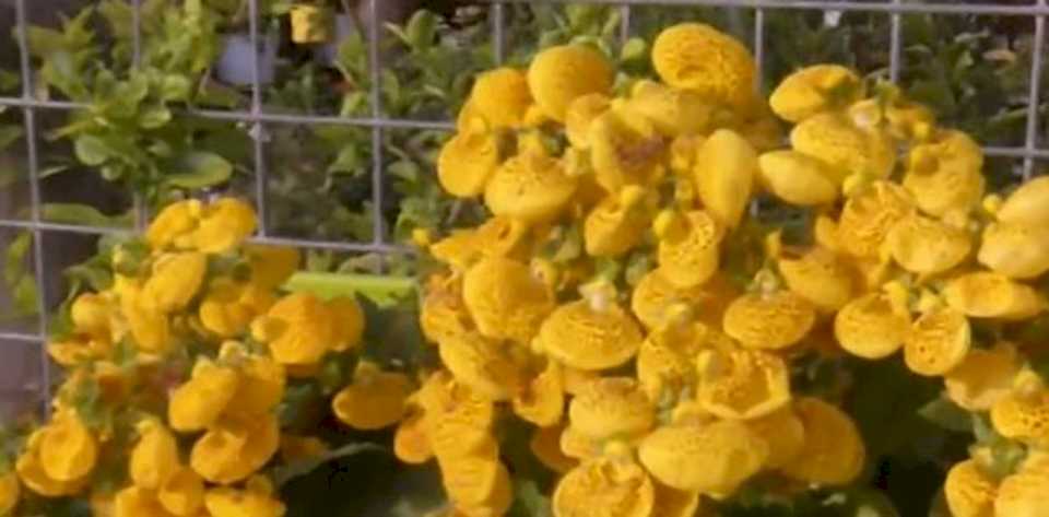 se-viene-la-primavera:-¿que-flores-plantar-en-cordoba?