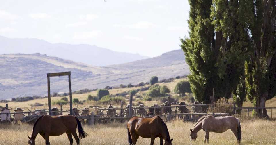 encefalomielitis-equina:-cual-es-la-situacion-y-los-riesgos-de-la-temporada-que-se-viene