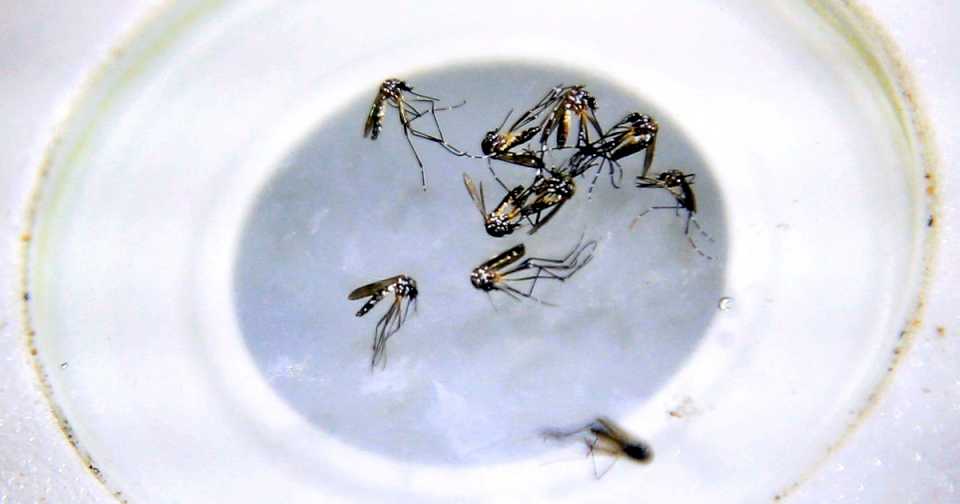 descubren-que-una-forma-de-matar-al-mosquito-del-dengue-es-100%-eficaz-y-en-argentina-no-se-usa