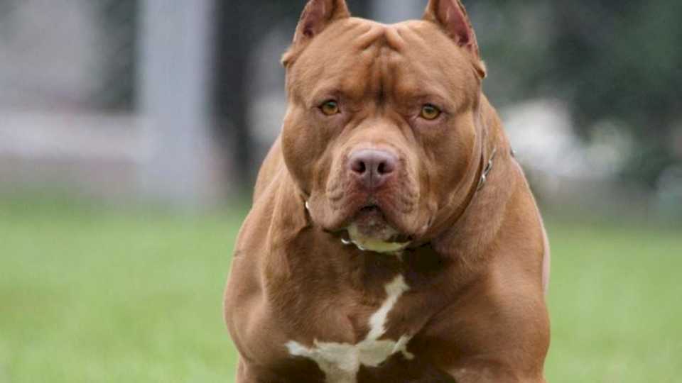 cordoba:-un-perro-pitbull-ataco-a-dos-pequenos-ninos