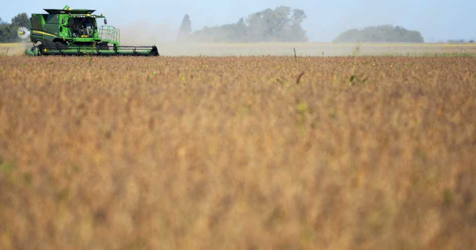 Primera proyección del ciclo agrícola en Argentina: se espera una mayor producción de granos y un ingreso por exportaciones de US$ 35.500 millones