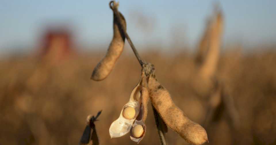 Repuntó el precio internacional del producto que más dólares genera en el país: subió casi 10% tras tocar el mínimo en 4 años