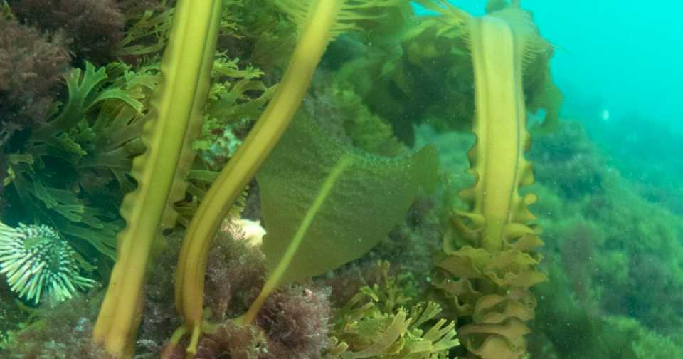 video-|-undaria-en-el-mar-de-rio-negro:-esta-es-el-alga-exotica-que-se-convirtio-en-una-oportunidad