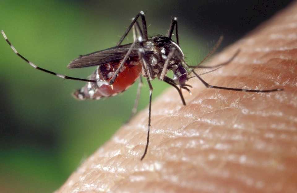 dengue-en-misiones:-“estamos-en-pleno-interbrote”