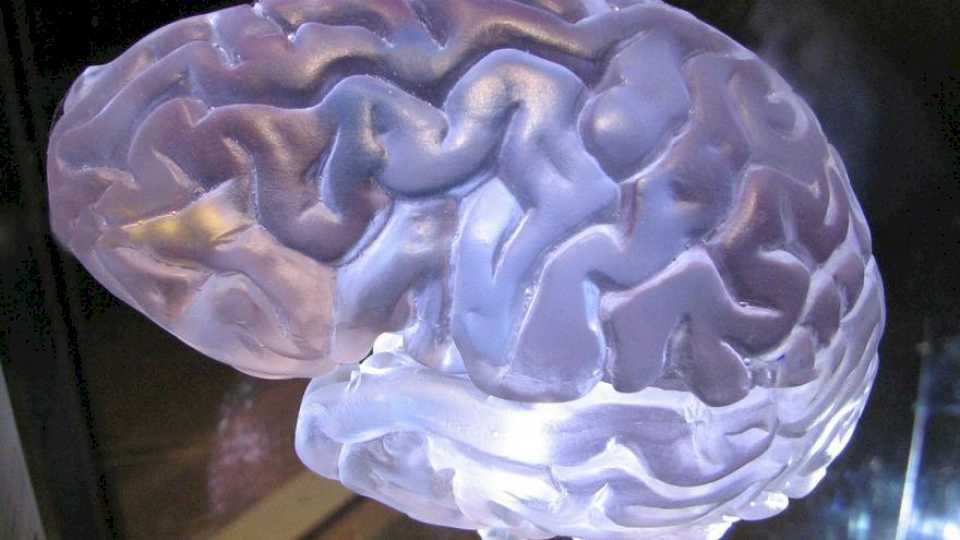 Revelan cómo el cerebro procesa y entiende el significado del número cero