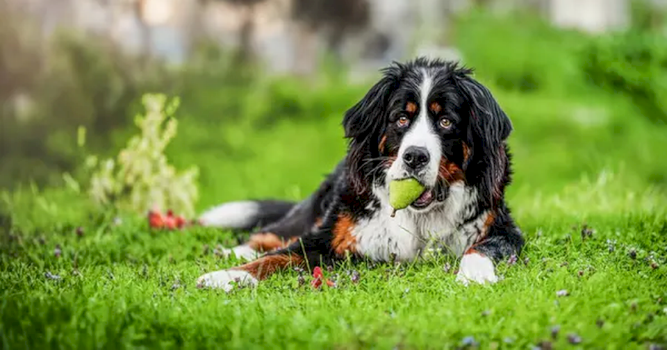 mascota:-¿los-perros-pueden-comer-peras?