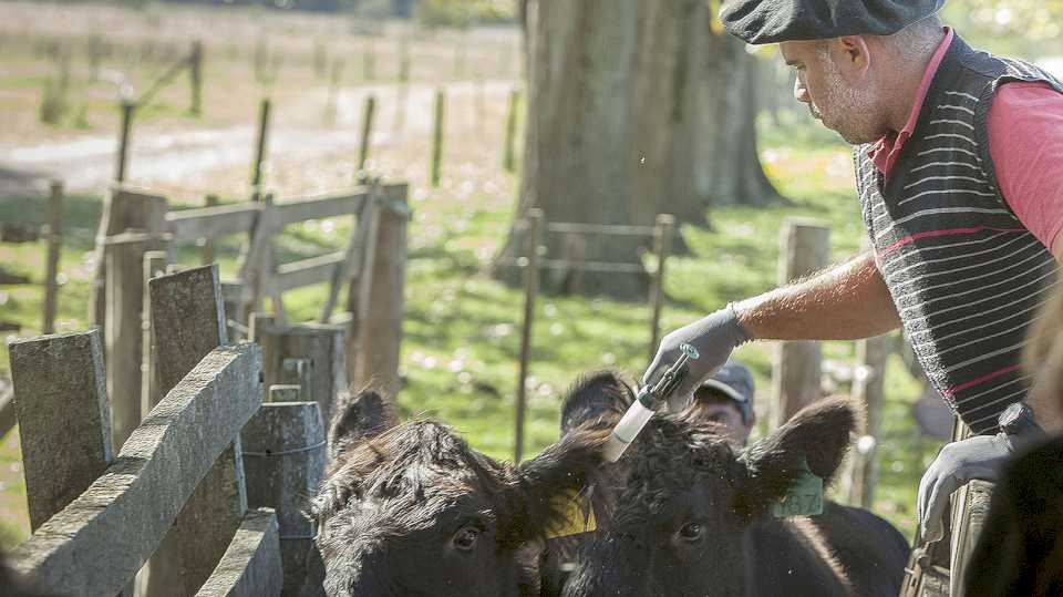 comienza-la-segunda-campana-anual-de-vacunacion-contra-la-fiebre-aftosa