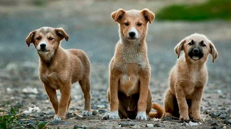 impactante-superpoblacion-en-alto-comedero:-promedio-de-10-mascotas-por-familia