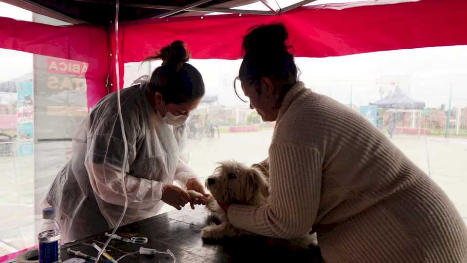 la-comuna-adhiere-por-tercer-ano-consecutivo-al-programa-de-castracion-masiva-castralat