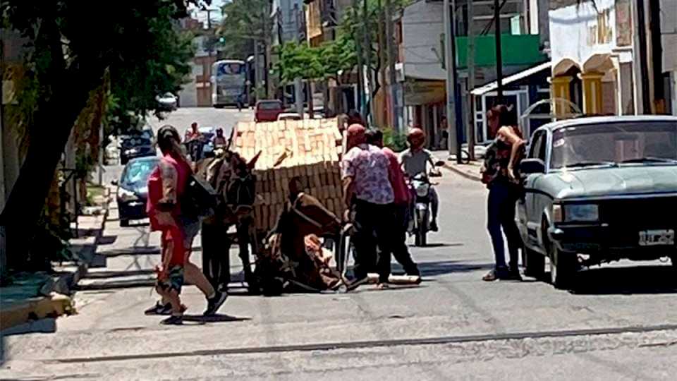 maltrato-animal-en-termas-de-rio-hondo:-detuvieron-al-hombre-que-azoto-a-su-caballo