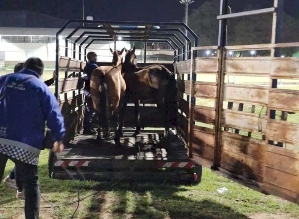 Secuestraron dos caballos sueltos en el Parque 2 de Febrero