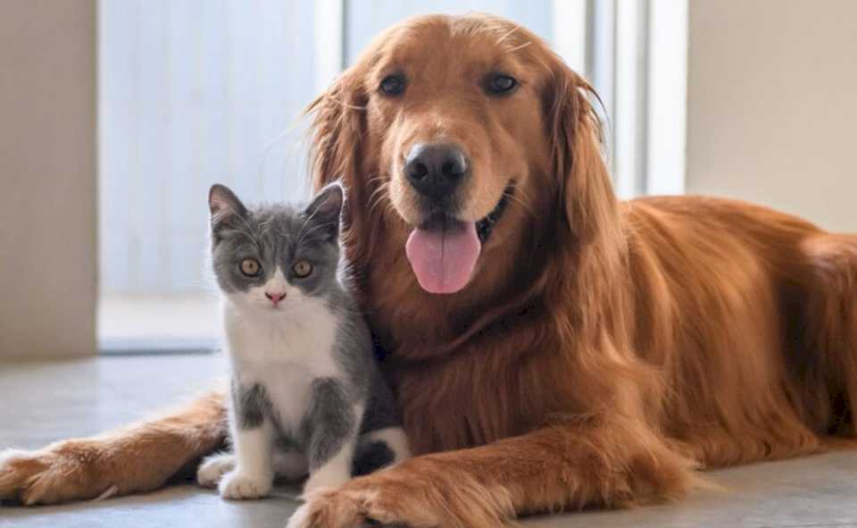 dia-mundial-de-los-animales:-por-que-se-celebra-el-viernes-4-de-octubre