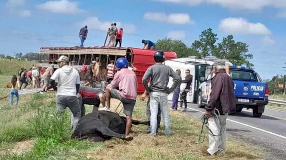 video:-volco-un-camion-con-vacas-y-los-vecinos-las-carnearon