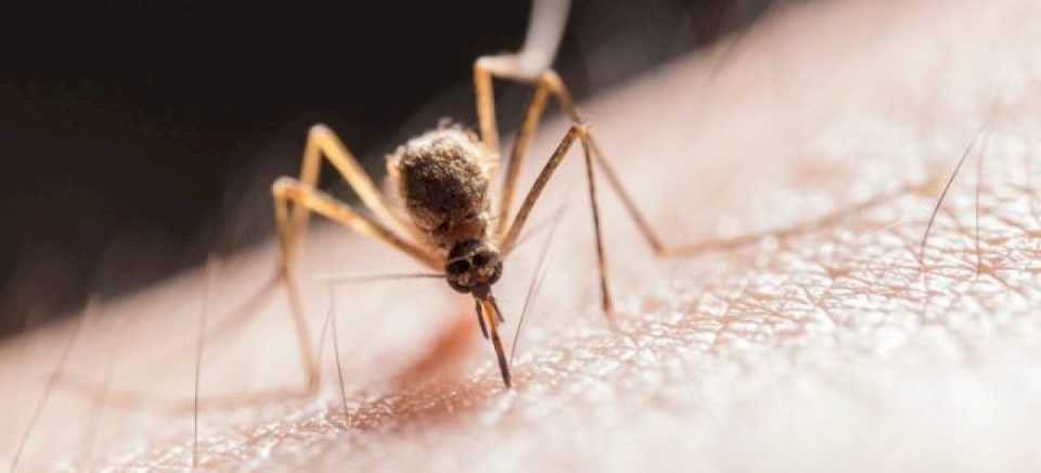 dengue.-por-ahora-no-hay-circulacion-del-virus-en-la-provincia