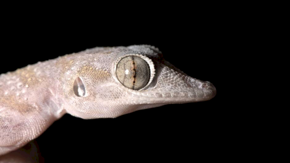 el-descubrimiento-de-una-nueva-especie-de-ojos-grandes-que-maravillo-a-la-ciencia