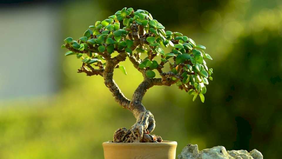 como-crear-una-version-bonsai-del-arbol-de-jade