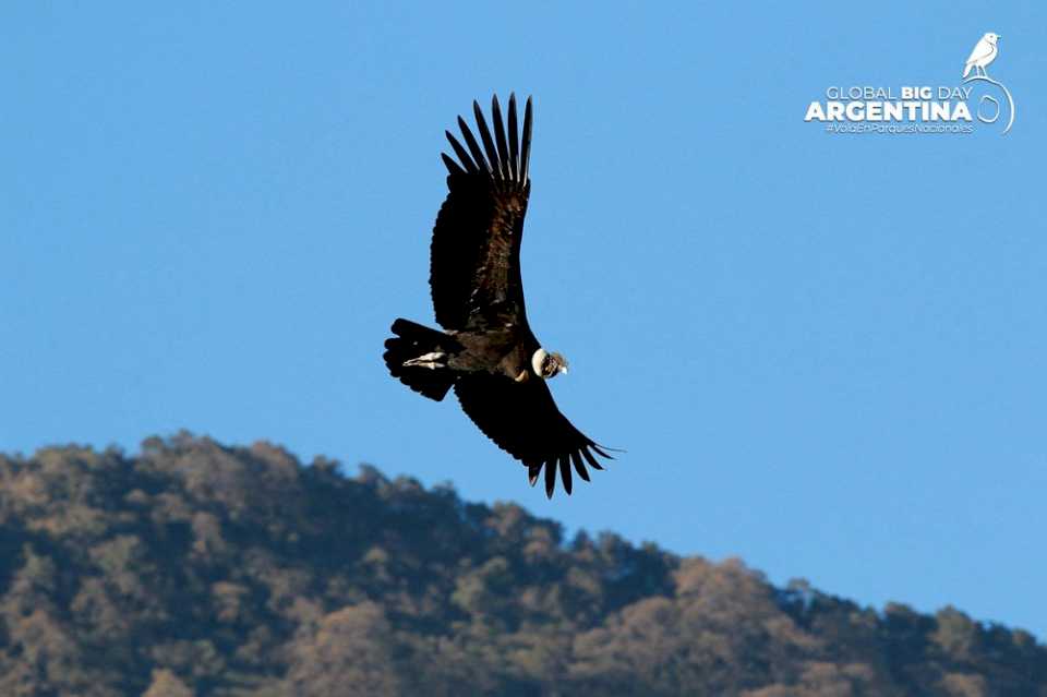 San Luis se unirá al Global Big Day con avistamientos de aves en Sierra de las Quijadas