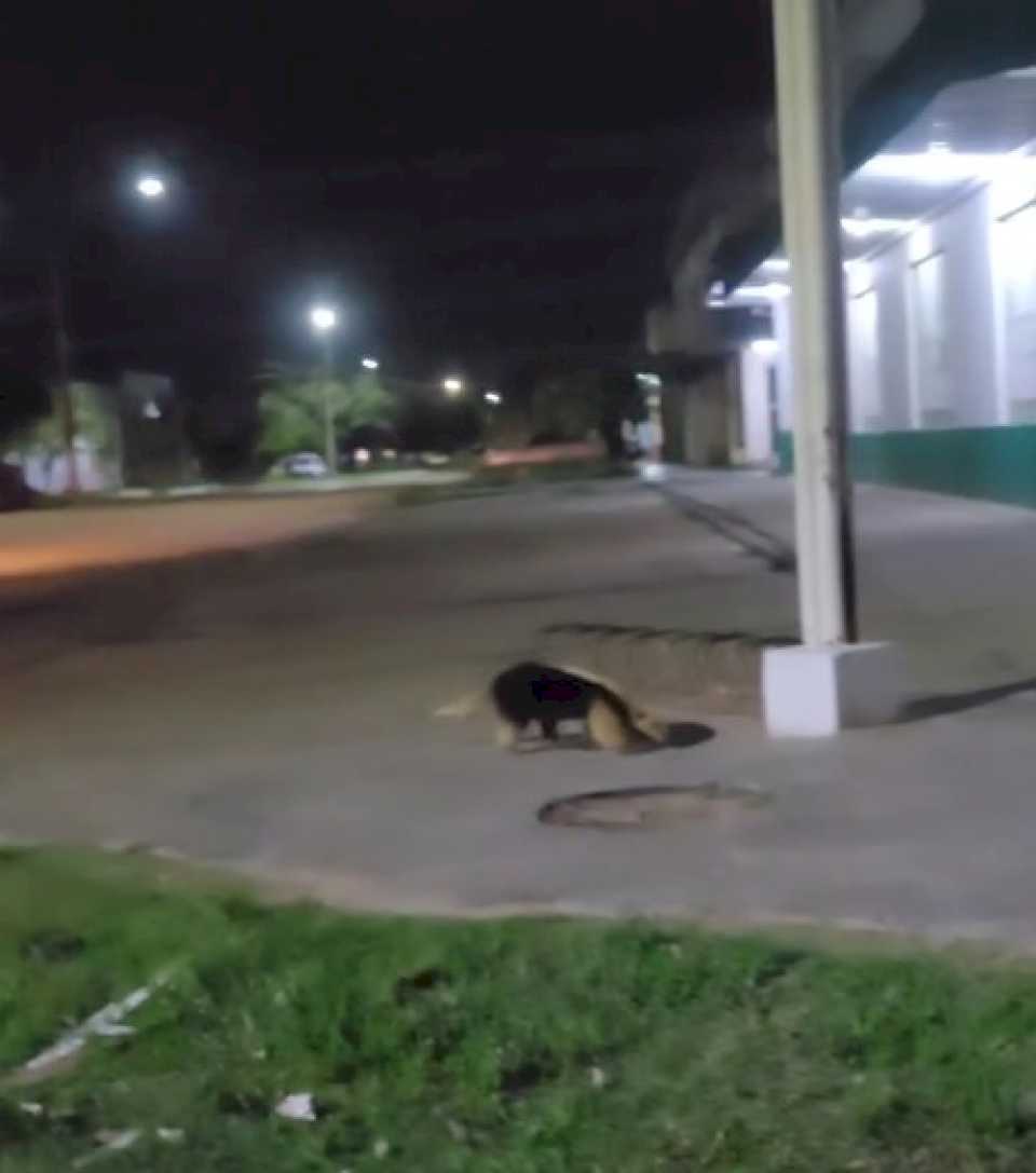 Un oso melero se pasea por las calles de Monte Caseros