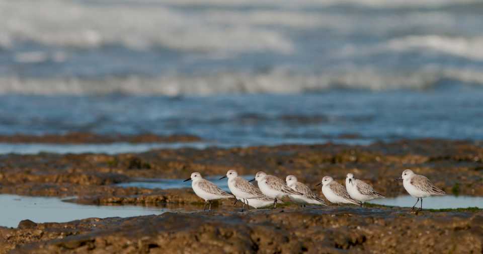 Aves migratorias: por qué es importante conservarlas y el factor clave para su preservación