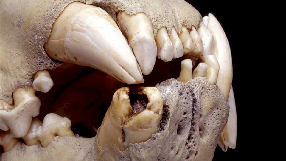 Una dieta ‘rica’ en humanos: lo que ha revelado la dentadura de los leones del pasado